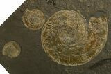Stunning, Fossil Ammonite Cluster - Posidonia Shale, Germany #377998-2